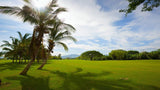 Palm Tree, Norman, Vidanta Nuevo Vallarta